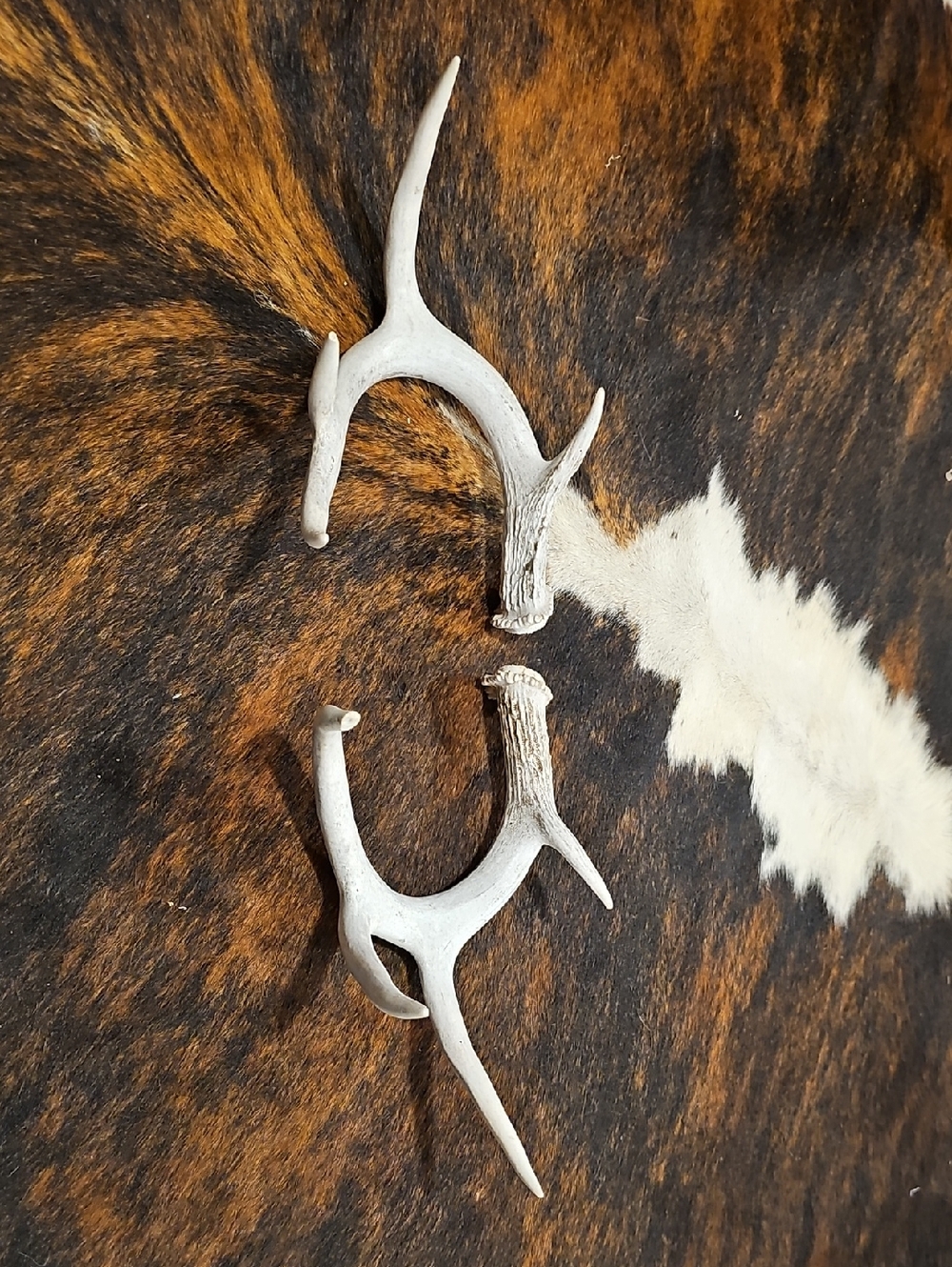 Natural Shed Whitetail Antlers Pair